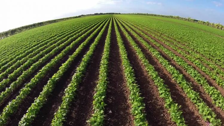 Diploma in Agriculture